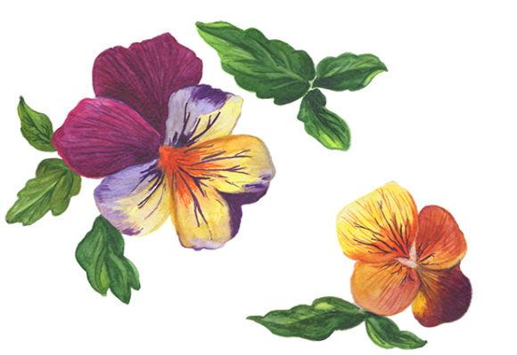 Download Wildflower Orange Viola Watercolor Set - Orange Collection