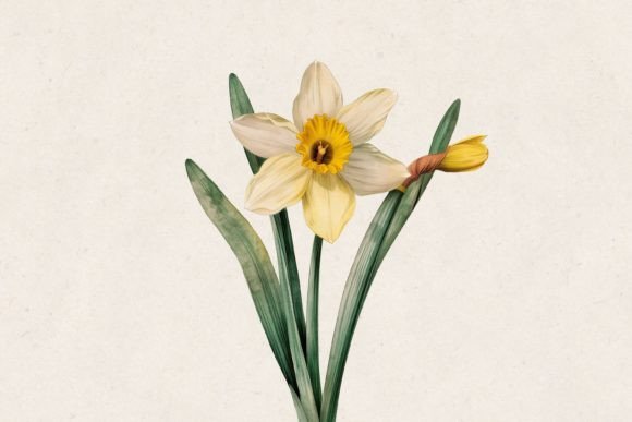 Download Daffodil PNG Clipart - Daffodil png Collection